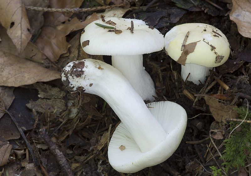 Russula raoultii